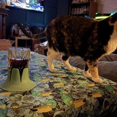 A dim living room at night: a glass of dark cola sits in a sage-green STEADI base on a fabric-topped ottoman while a calico cat walks across the same ottoman; a TV plays in the background